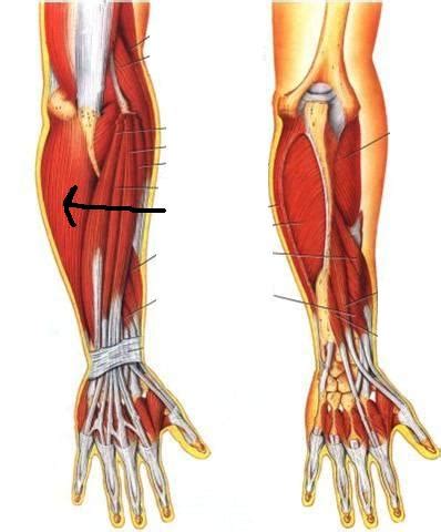 For example, the tibialis anterior is named after the part of the bone to which it is attached (the anterior portion of the. Muscles Quiz - ProProfs Quiz