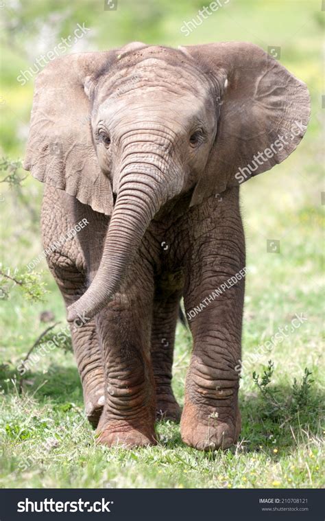 Cute Baby Elephant Calf This Portrait Stock Photo 210708121 Shutterstock