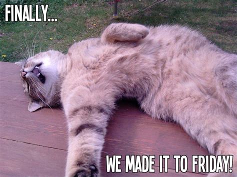 Finally Friday Friday Cat Its Friday Quotes Friday Quotes Funny