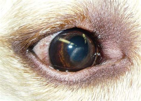 Dog Eye Infections Simple Advice For All Dog Owners