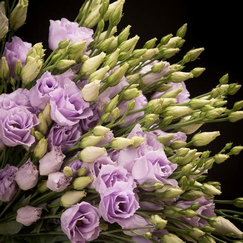 Certi Lisianthus Rosita Lavender Lila Paars Boeket Bloemen Certi