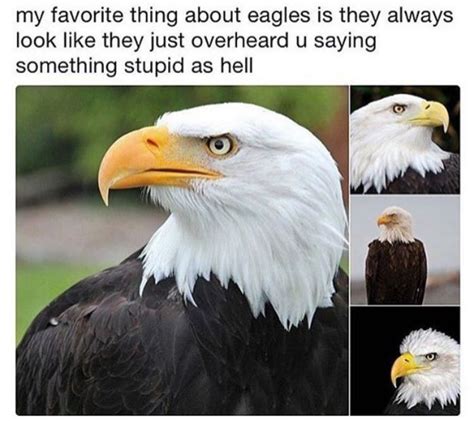 Bald Eagle Meme All Time Favorite American Memes
