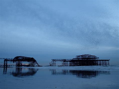 The Shell Of Brighton Pier And Starlings Where Have All Th Flickr