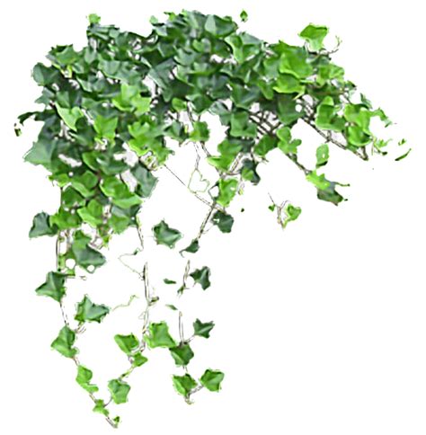Ivy Wall Png Png Image Collection