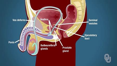 • english verbs of body movement | common verbs to express body movement. What are the 14 organs of the male reproductive system? | Study.com