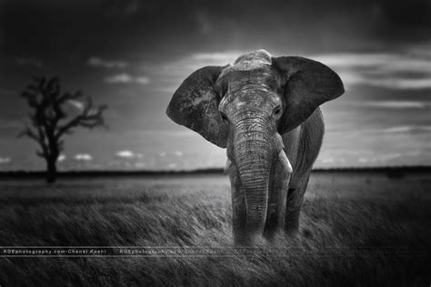 Elephant Black And White Background Wallpaper 07881 Baltana