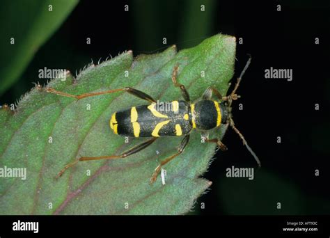 Wasp Beetle Clytus Arietus Resting On Leaf Uk Stock Photo Alamy