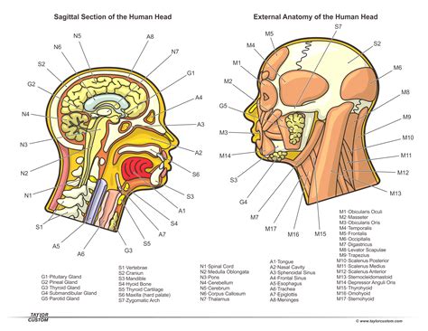 This diagram depicts pictures of bones in the human body. Taylorcustom Diagrams and Documents