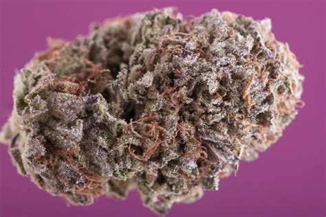 The Legendary Purple Kush A Review