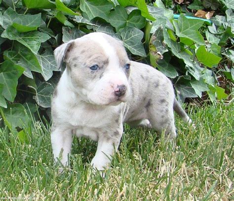 Female Blue Merle Pit Bull Social Pit Bull Social Networking