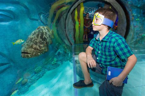 Sealife Aquarium Orlando Aquarium 101