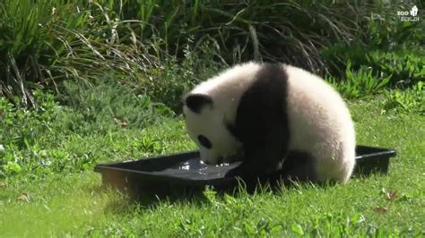 Cub In A Tub Baby Panda Splashes Around At Berlin Zoo