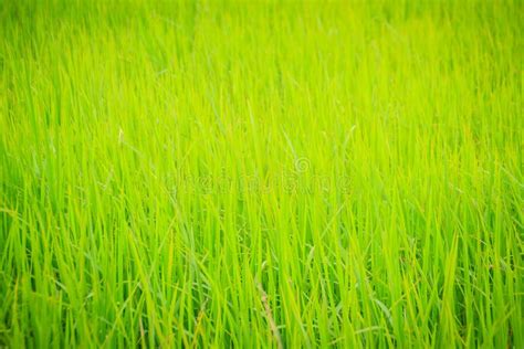 Leaves Of The Green Rice Tree Background In The Organic Rice Fie Stock