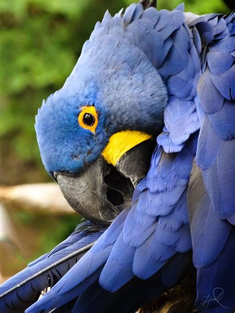 Mar 2018 Zoo Central Hyacinth Macaw Zoochat