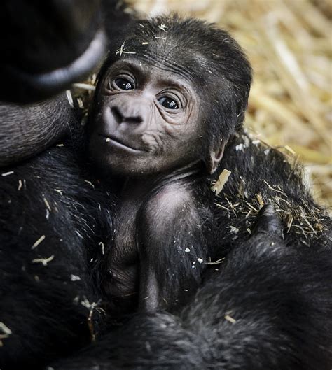 Endangered Baby Gorilla Born Through C Section At Bristol Zoo