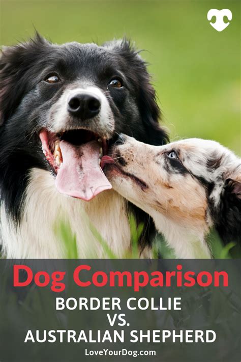 Border Collie Vs Australian Shepherd Breed Differences And Similarities