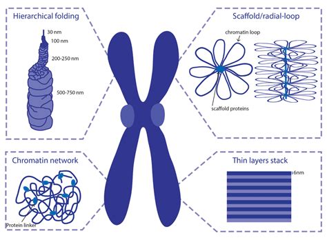 Chromosome Condensé Définition