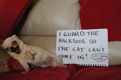 Dog Shaming Chihuahua Dog Shaming Funny Funny Dog Pictures Dog Shaming