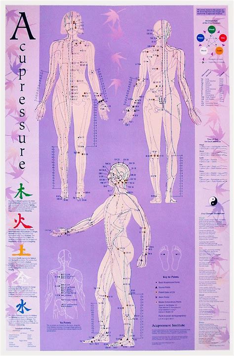 Acupressure For Lovers The Power Of Touch Acupressure Chart