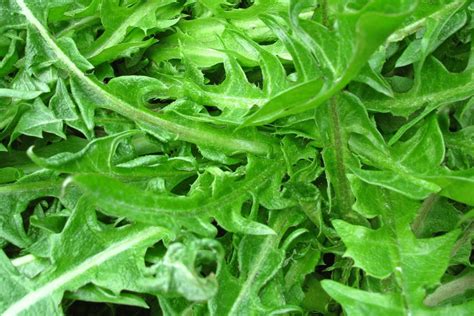 Arugula Lettuce And Dandelion Greens A Comparison