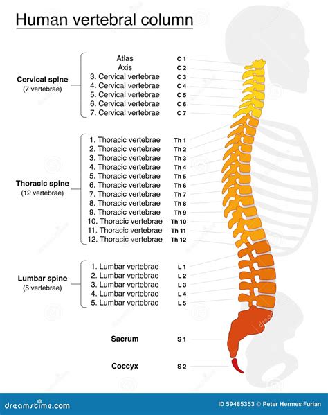 Vertebral Column Names Spine Stock Vector Image 59485353