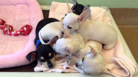 Top of page add new shelter or rescue group. Chihuahua Puppies Rescued from Puppy Mill - YouTube