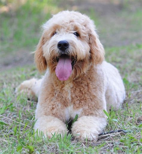 Golden Doodle Dog Breed Information, Images, Characteristics, Health