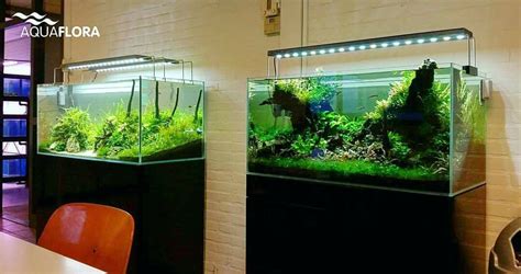 Co2 infusion is one of the things that can not be discharged from aquascape. The 120cm and 90cm planted tank side by side in our ...