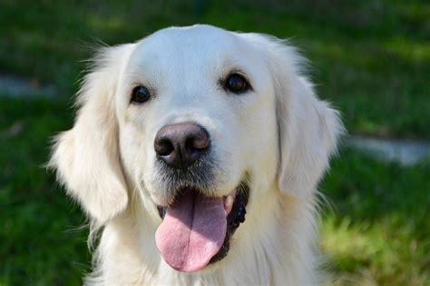Blonde Dogs The Most Popular Breeds