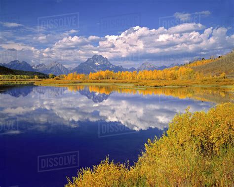 Usa Wyoming Grand Teton National Park Golden Aspen Trees Line The