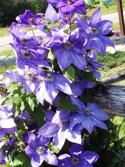 Each plant contains two links providing growing information, watering needs, flower color, and when it blooms. A vigorous climbing vine. Clematis has gorgeous blooms ...