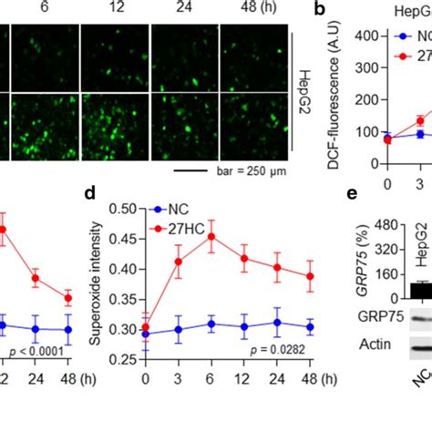 27hc Activated Grp75 By Inducing Oxidative Stress Hepg2 Cells Were