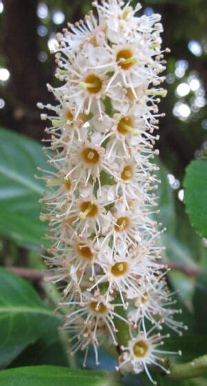Maybe you would like to learn more about one of these? White Flowers - Tree Guide UK White flowers use in ...