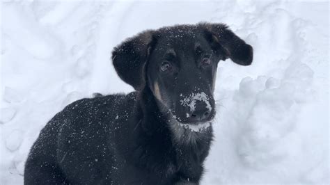 German Shepherd Puppy First Snow Youtube