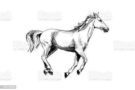 Sketsa Yang Digambar Tangan Kuda Ilustrasi Stok Unduh Gambar Sekarang