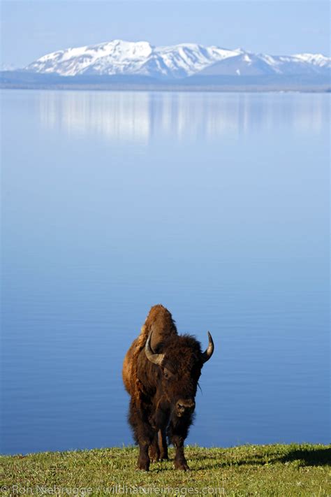 Buffalo Yellowstone National Park Wyoming Photos By Ron Niebrugge