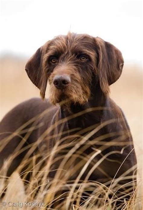 pudelpointer dog breed facts information cuteness