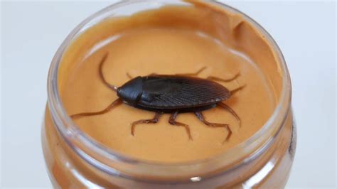 What Bugs Are In Peanut Butter