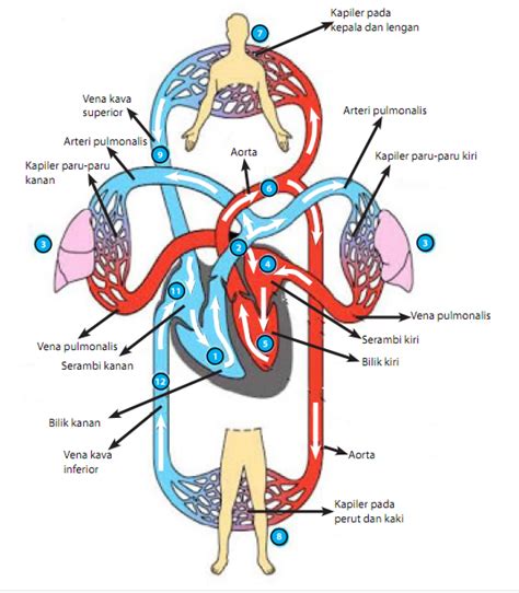 Sistem Peredaran Darah Pada Manusia Dengan Fungsi Dan Penjelasannya