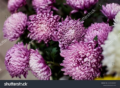 103921 Purple Chrysanthemum Images Stock Photos And Vectors Shutterstock