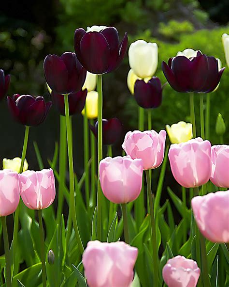 Pink And Purple Tulips Photograph By Pat Carosone