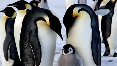 Pingüino Emperador La Catástrofe Que Hizo Que Se Ahogaran Miles De