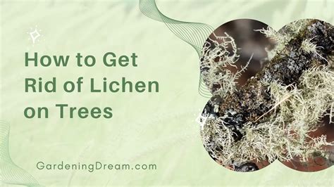 How To Get Rid Of Lichen On Trees Youtube