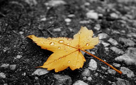 Raindrops On Fallen Leaf Autumn Landscape Hd Wallpaper Peakpx