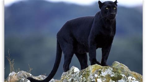 40 Wild Florida Black Panther
