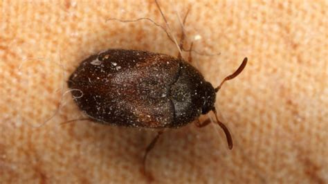 Small Beetles That Look Like Bed Bugs
