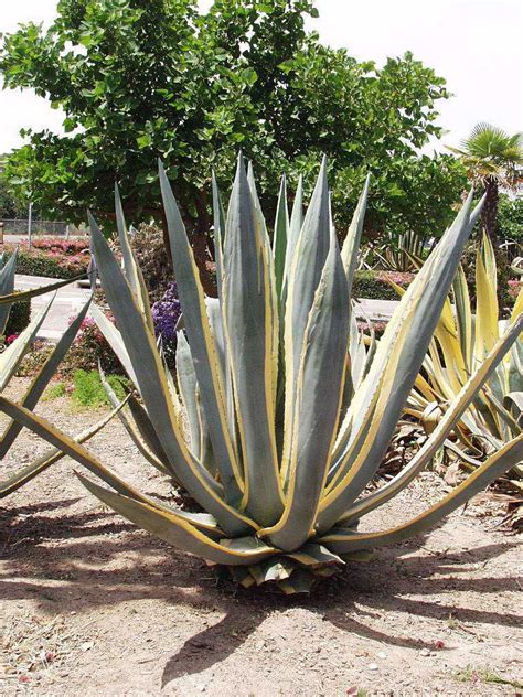 There are the large, stiff specimens that can grow to 10 feet or more. Agave americana mariginata - Acacia LLC