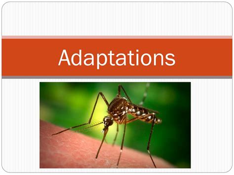 Ppt Adaptations Powerpoint Presentation Free Download Id2410808