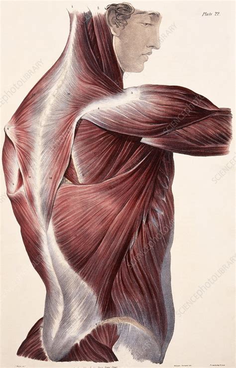 A series of muscles and ligaments in your back hold the bones of your spinal column in place. Muscles of the side and back - Stock Image - N150/0016 ...