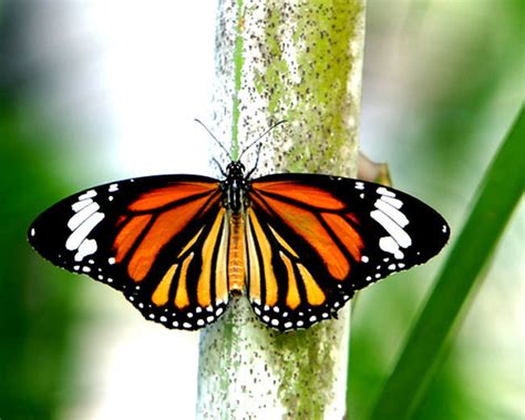 Beautiful Butterfly Butterflies Photo 16959436 Fanpop